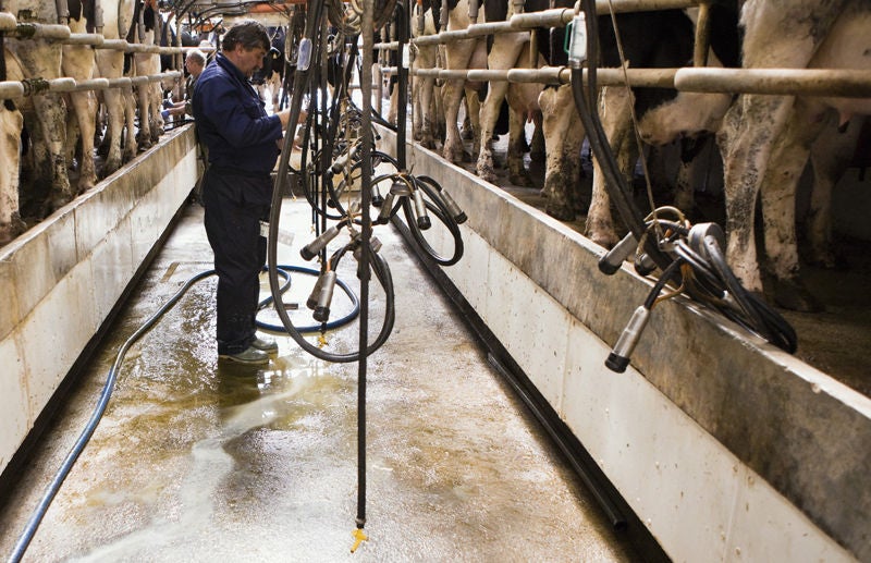 Hombre limpiando bolígrafo de vaca